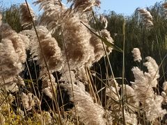 -大兴滨河森林公园