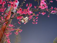 -映月湖公园