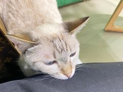 -藏猫猫咖啡主题馆(中央大道店)