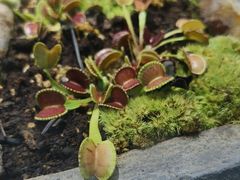 -国家植物园南园