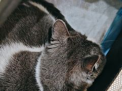 -格蕾宠物医院24H·猫科·肿瘤科·骨科中心(福州总院)