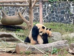 -都江堰中华大熊猫苑