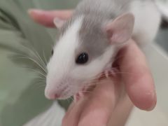 -萌兽医馆·眼科·异宠专科(三里屯店)