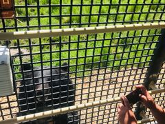 -黑瞎子岛探秘野熊园