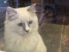 -猫咪博物馆(顶澳仔猫街店)