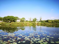 -新江湾城公园
