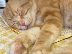 -平行世界·猫咖(首经贸店)
