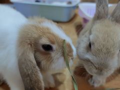 -藦茜花园宠物主题亲子互动体验馆(国顺东路店)