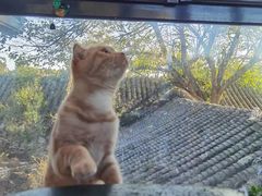-猫小院猫主题咖啡厅(北锣店)