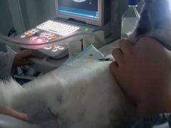 -诺比宠物医院心脏内科·泌尿肾内外科·骨科急重症