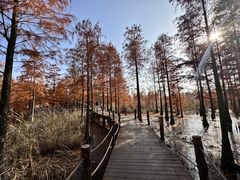 -池杉湖湿地公园
