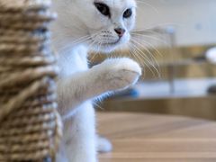 -飞行喵MR PILOT|猫舍·猫咖(静安大融城店)