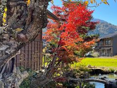 -白川乡与五箇山的合掌构造村落