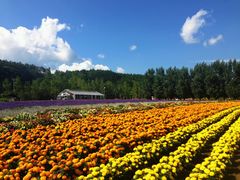 -富田农场