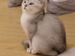 -有喵·猫咖·狗咖·30几只猫10只小狗(岗厦店)