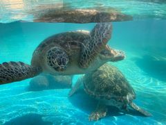 -珠海长隆海洋王国