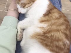 -李小姐の猫咖啡馆(五角场店)