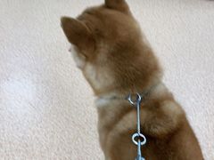 -宠颐生中康贝怡动物医院
