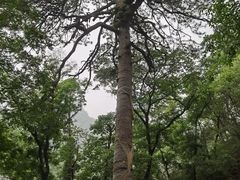 -北京上方山国家森林公园