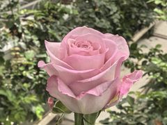 -上海鲜花港