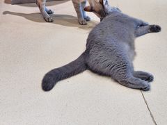 -藏猫猫咖啡主题馆(中央大道店)