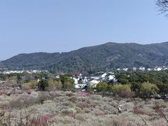 -香雪海