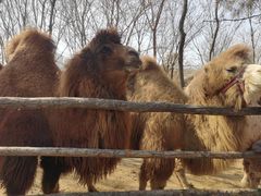 -长白岛森林公园