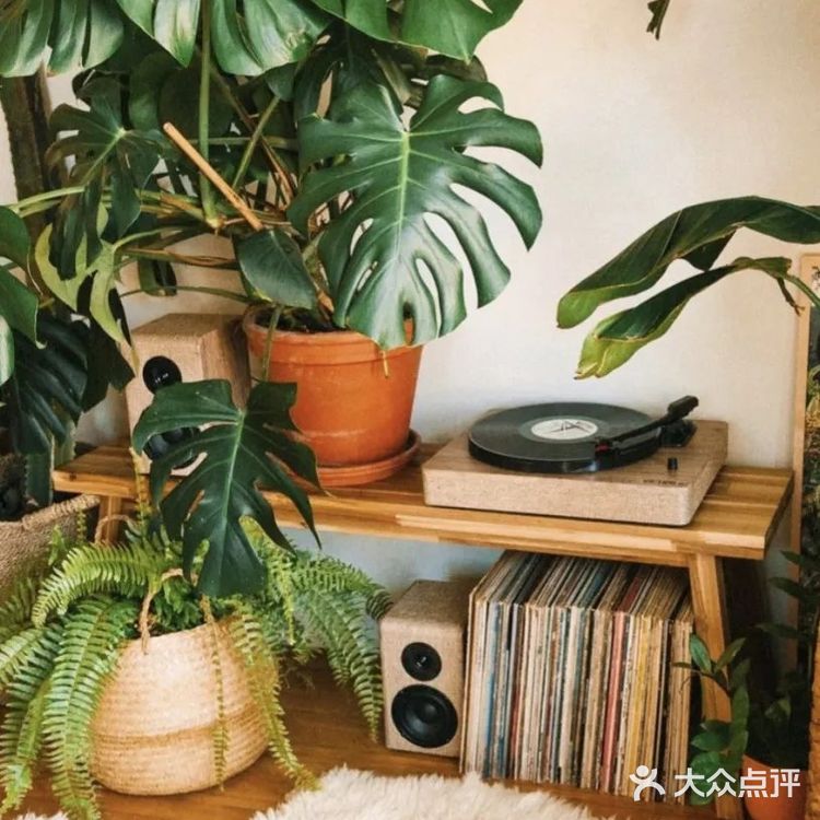 星巴克很香，但有了这些绿植的家更香