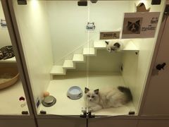 -十年猫舍·猫咪专门店(普陀店)