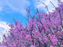 -天适樱花悠乐园