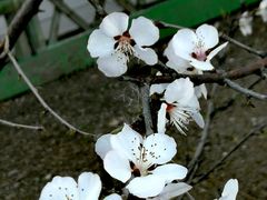 -文瀛公园