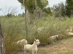 -亿利库布其七星湖沙漠生态旅游区