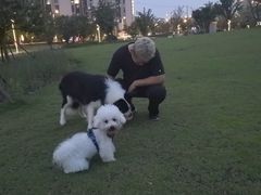 -翊宠yipet猫狗购宠庄园犬舍•猫舍