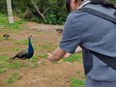 -西霞口神雕山野生动物世界