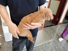 -宠爱国际动物医院· 猫科· 外科·中兽医(长白店)