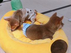 -逗柴咖啡屋·狗咖猫咖宠物桌游