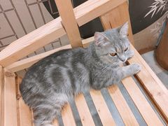 -楼上猫咖(罗湖店)