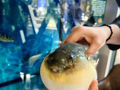 -肆月河豚·新淮扬(金融街店)