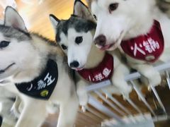 -Husky Go! 哈士奇体验馆·宠物咖啡厅狗咖
