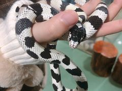 -藦茜花园宠物主题亲子互动体验馆(国顺东路店)