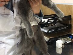 -瑞派名望24h动物医院异宠专科·猫专科·骨科·重症监护分院