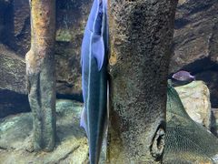 -北海海底世界