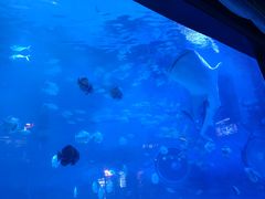 -烟台海昌鲸鲨海洋公园