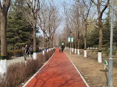 -大兴滨河森林公园