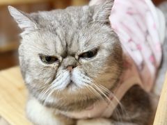 -楼上猫咖(罗湖店)