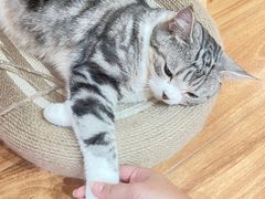 -MOCHA明星猫咖(田子坊店)