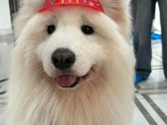 -星多哈·狗咖·拼豆·咖啡