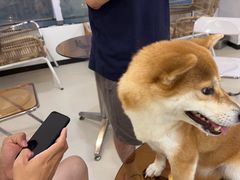 -共舞时光猫咖·狗咖(新街口店)