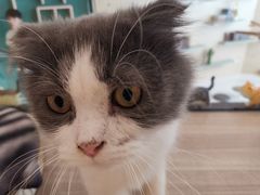 -飞行喵MR PILOT|猫舍·猫咖(静安大融城店)