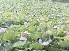 -白洋淀景区
